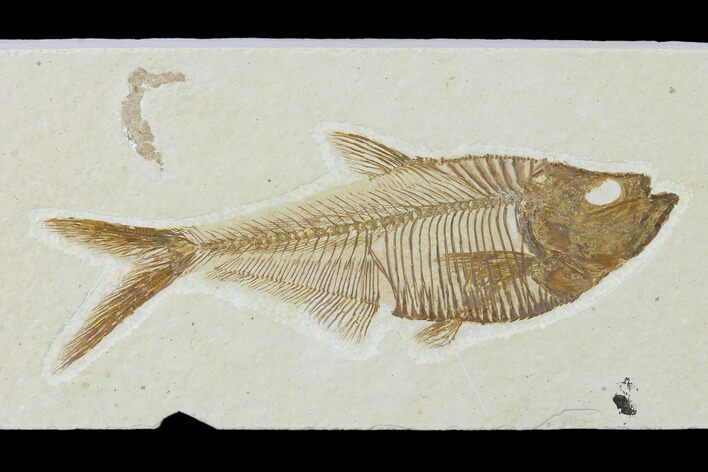 Fossil Fish (Diplomystus) - Green River Formation #137974